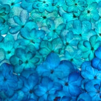 お花ページ Amazon | 押し花セット・八重あじさい着色Mix 押し花 ドライ